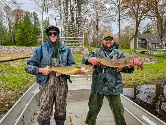 It’s a gold rush for fish!